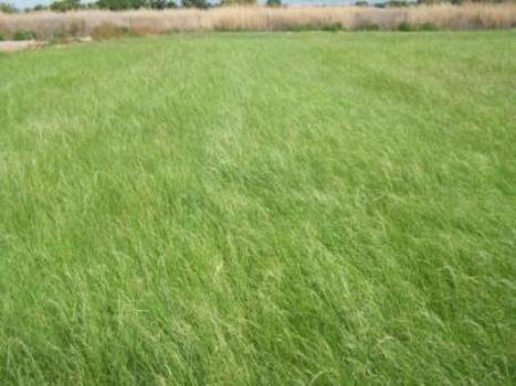 Image of Teff Hay Field at Los Lunas ASC